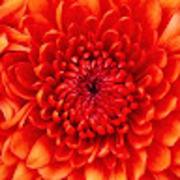 Meet your Posher, Heather - Picture 1 of 1